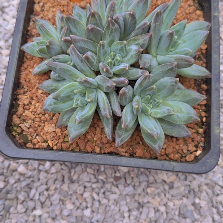 *****568多肉植物一物一拍