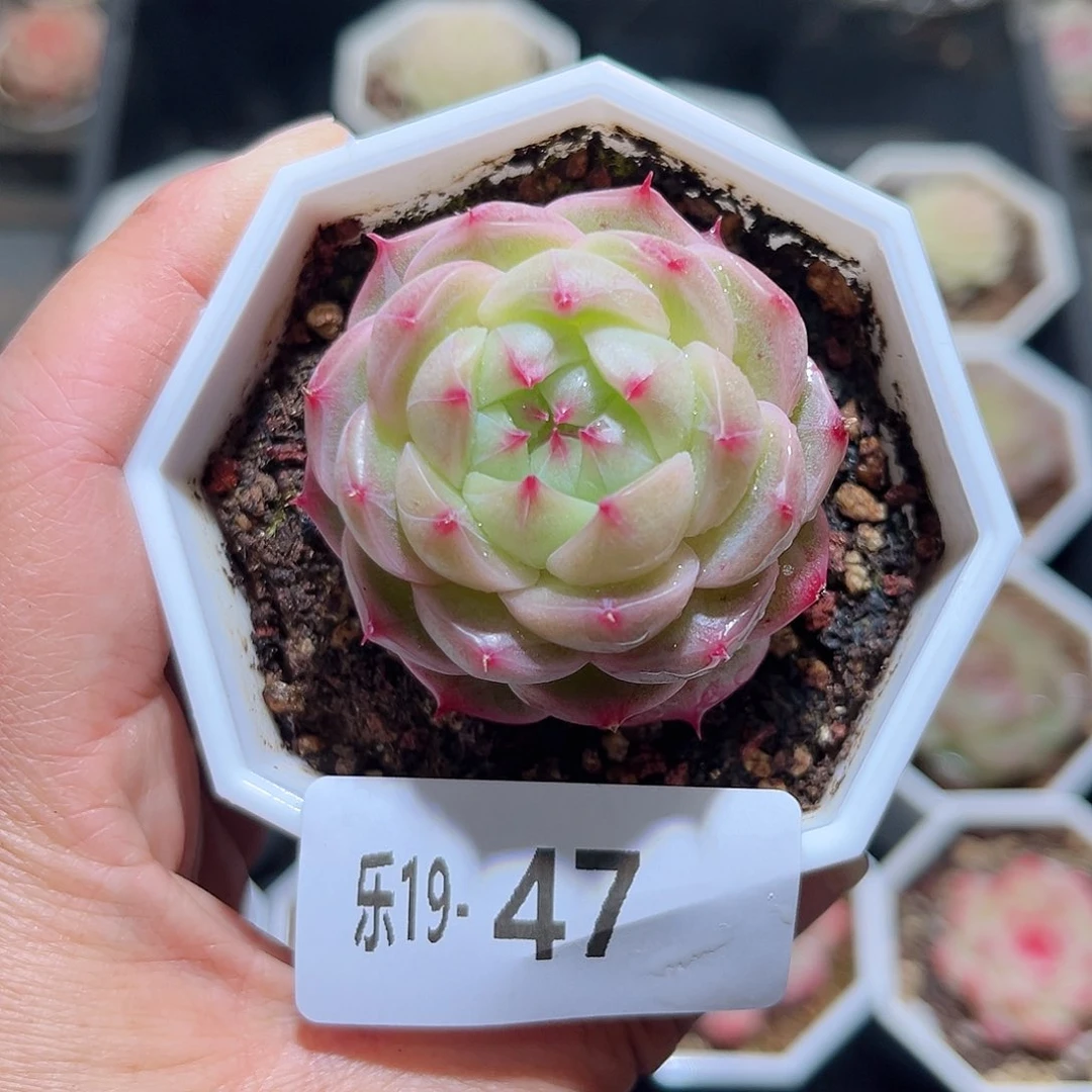 木乐19-47麦秆单头