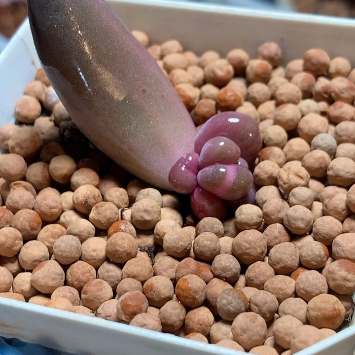 红手指锦多肉植物