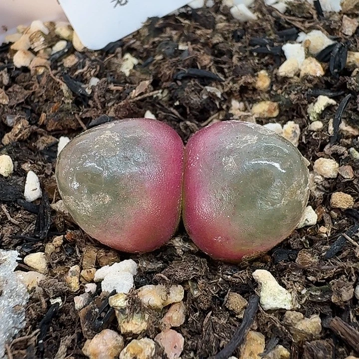老马生石花双头灯泡2414
