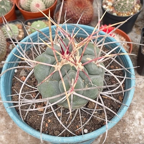 翡冠龙过年福利价