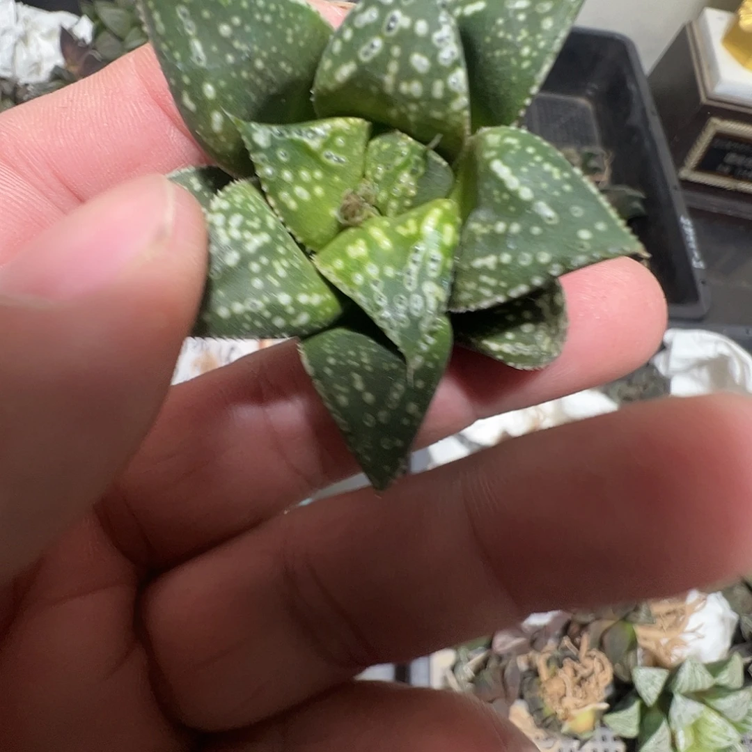 奔***海多肉植物专拍植物不退换 一物一拍 VVVVv