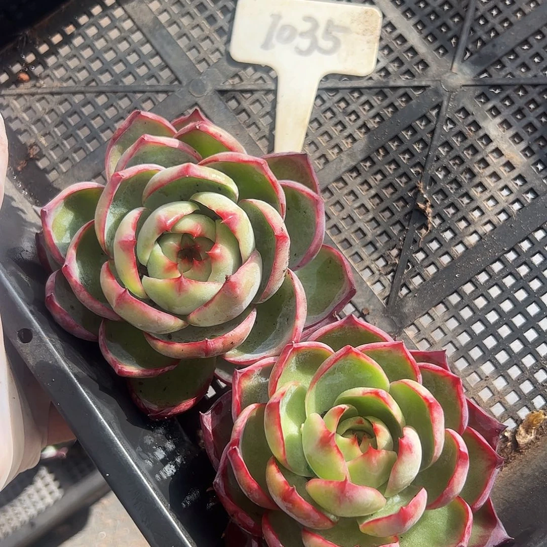 强***大惊鸿仙子两颗1035号