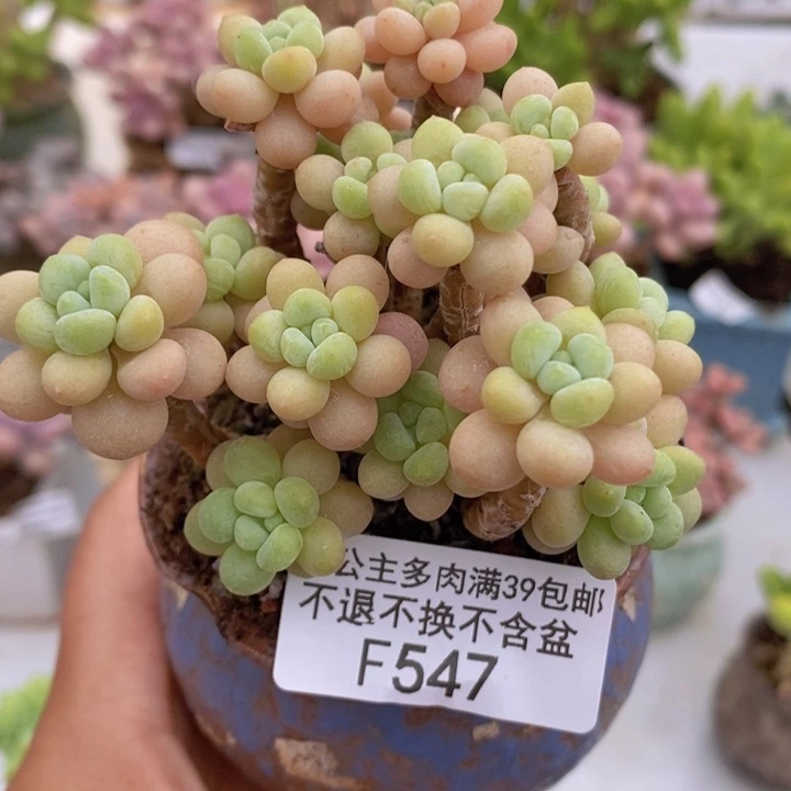 花朵鱼子酱老桩8cm547多肉植物