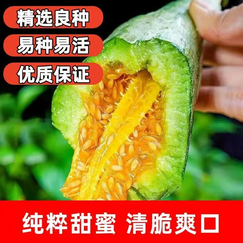 【羊角蜜酥甜瓜种子】四季种植盆栽地栽阳台小院种植