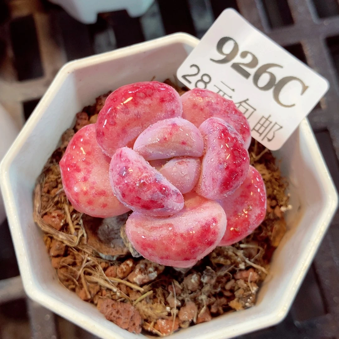 5厘米盆精控多肉926