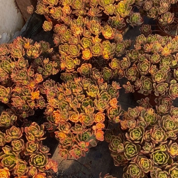 甜茶一组三颗多肉植物