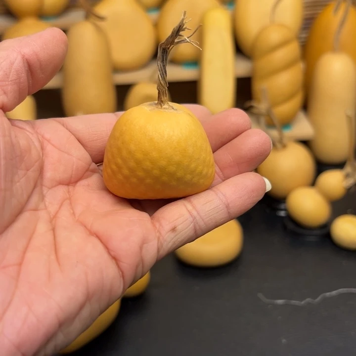 喜*洋556665556666666699