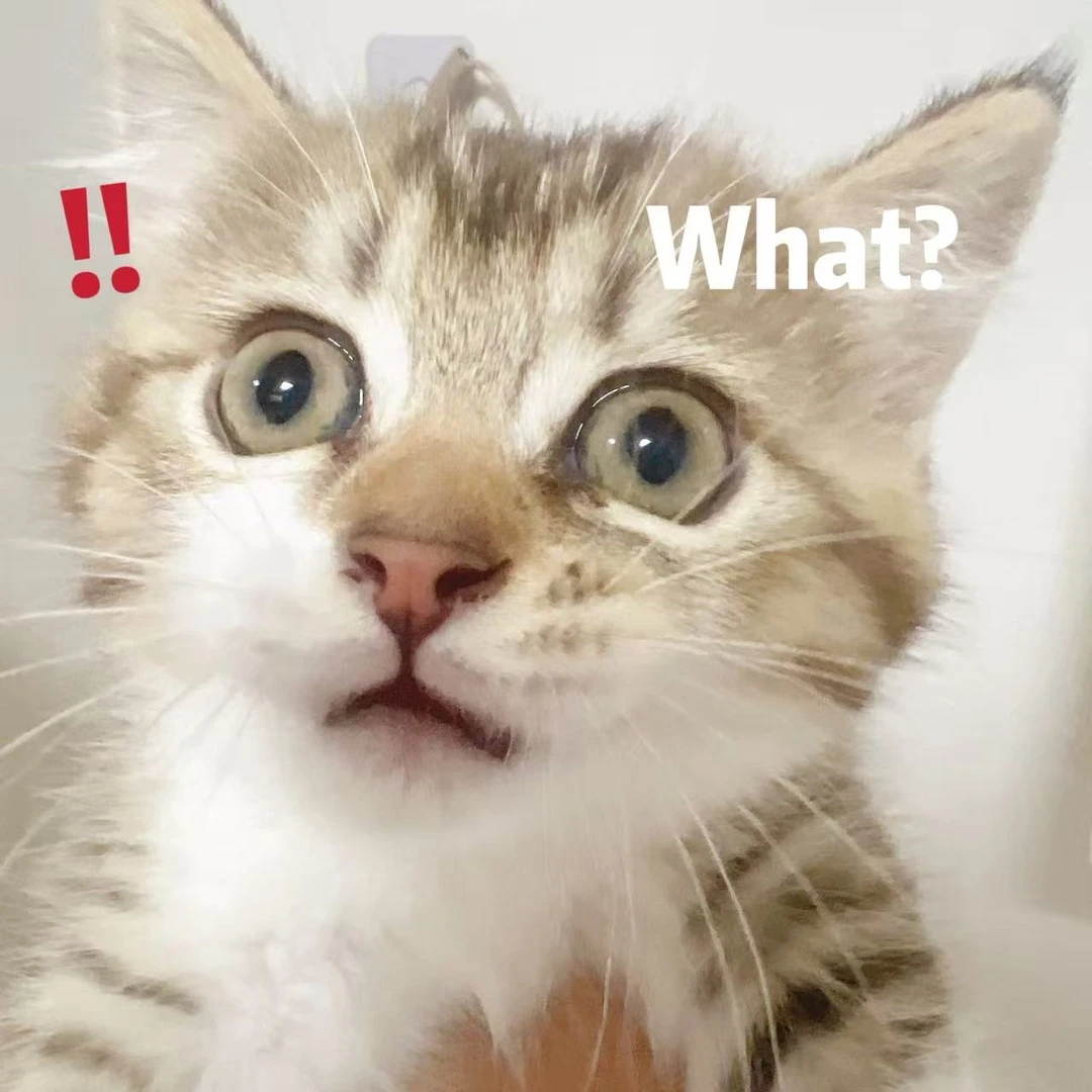 【桃子宠物】XIAN猫用主粮
