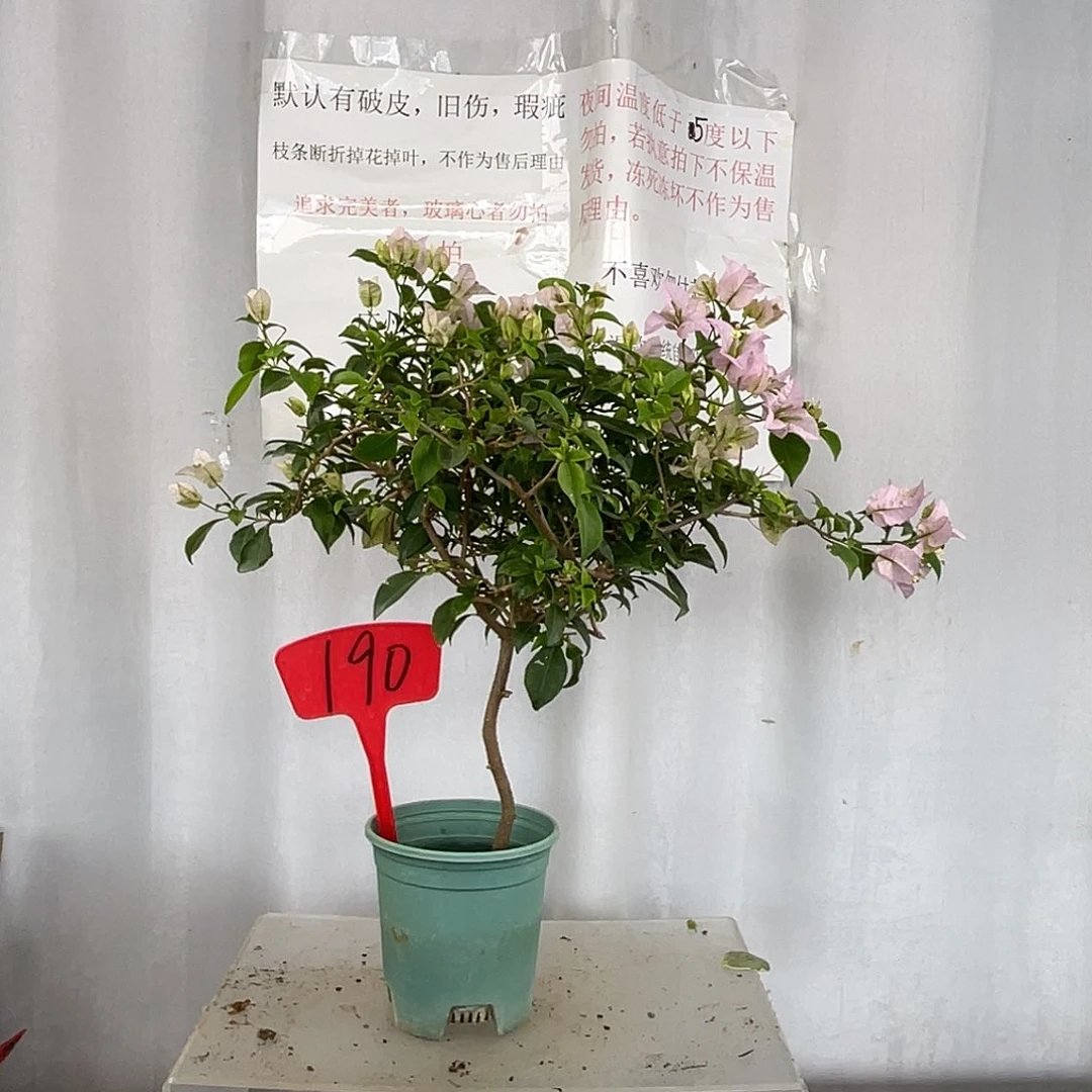 当前无花栽培后可以开花190苹果花