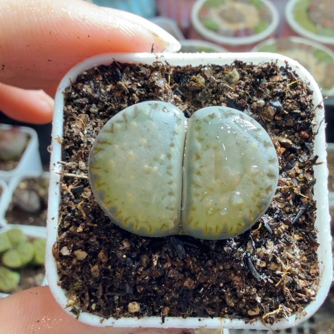 多肉葡萄的味道真的很746