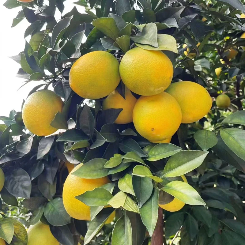 正宗江西赣南脐橙瑞金脐橙自家果园现摘现发新鲜水果产地果农直销