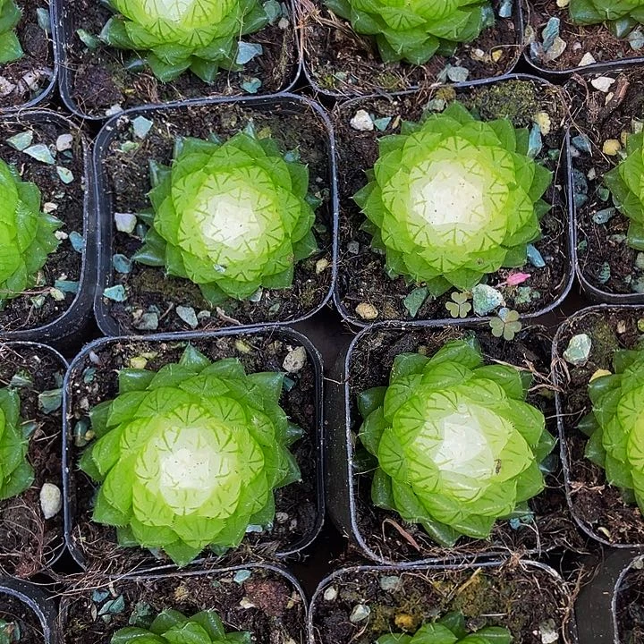 宝莲灯玉露5.8带盆