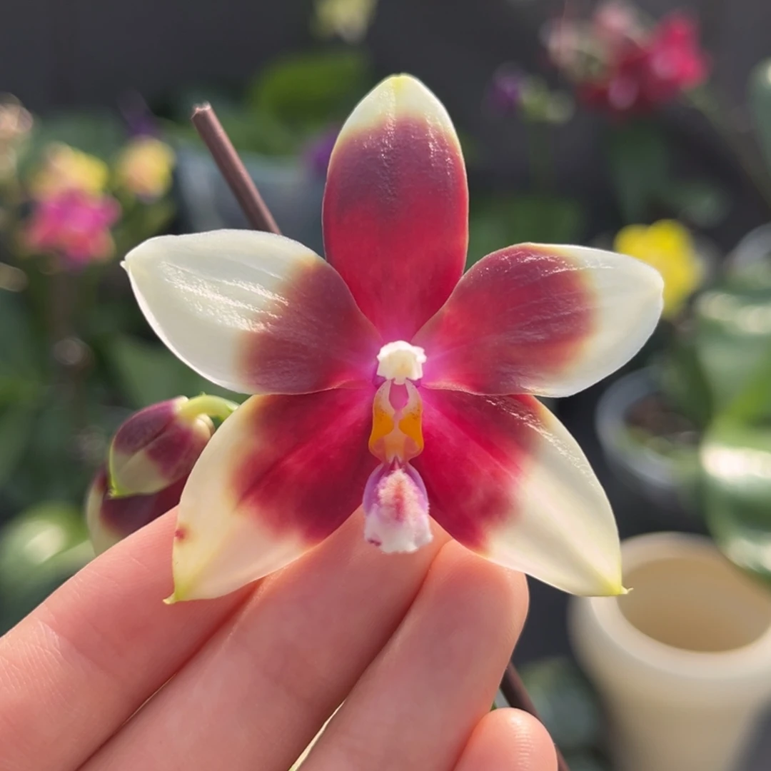 完全开放2.5寸yc41开花株