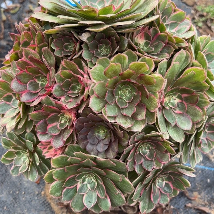 莲花座多肉法师不包损1