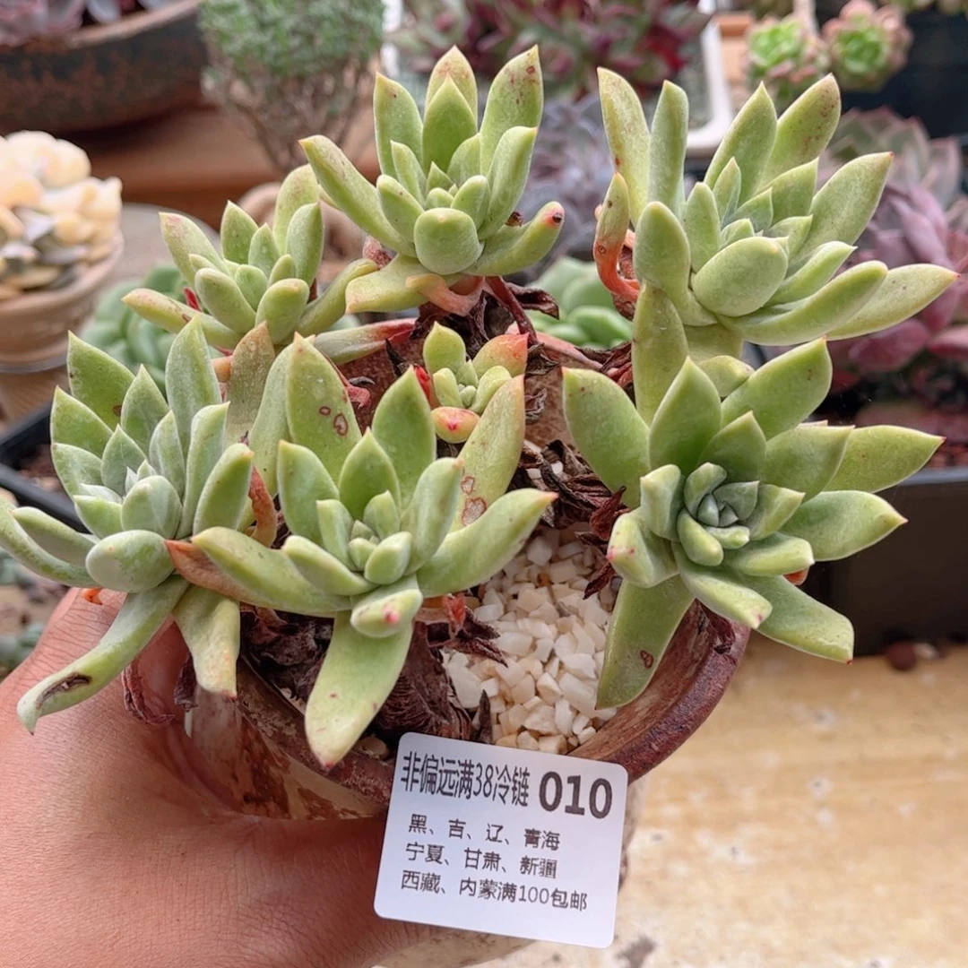 010苹果叶德华多肉