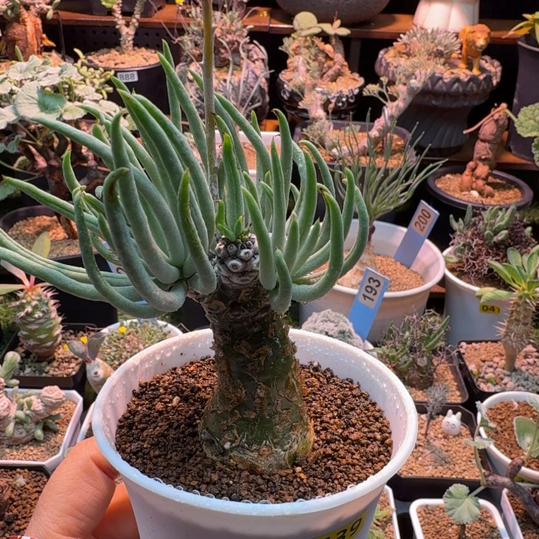 白象奇峰锦539(产地)