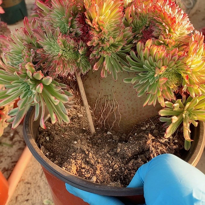 金丝菊缀脱土发货