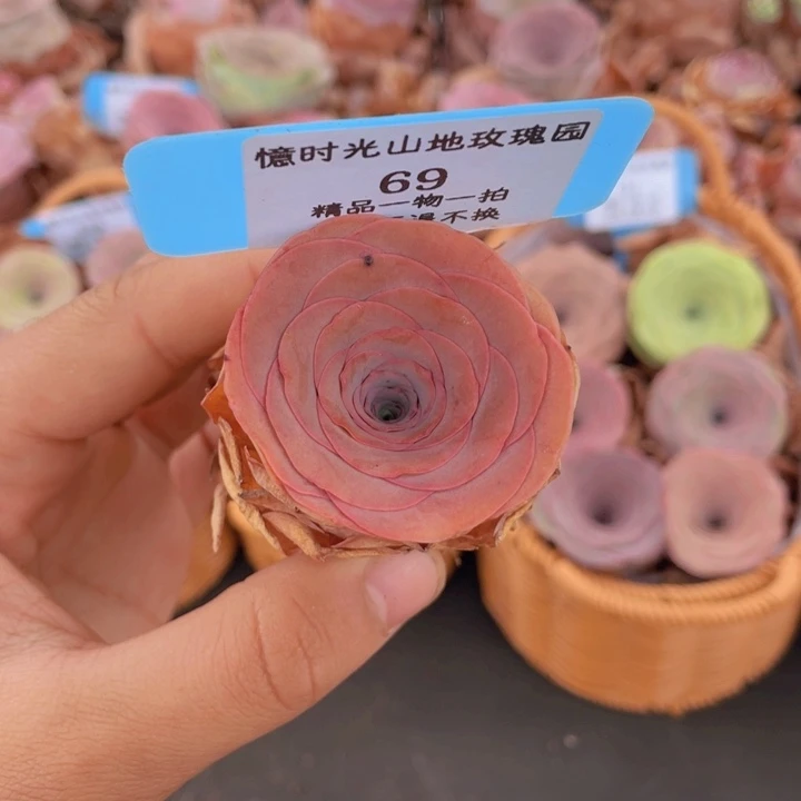山地玫瑰69裸根发货不售后