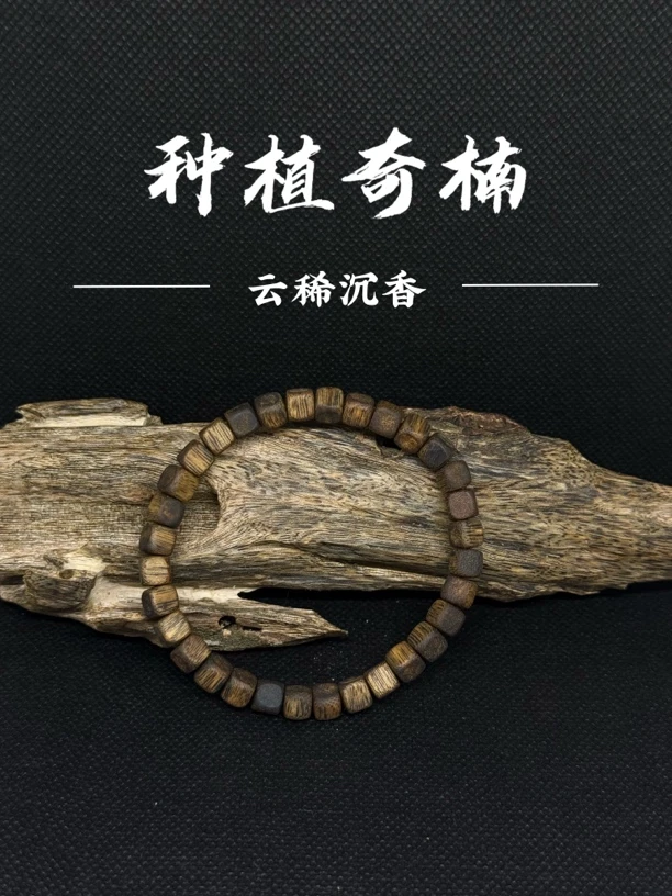 沉香新手必入『云稀沉香』种植沉香0.6方珠5克+单圈多样性发一条
