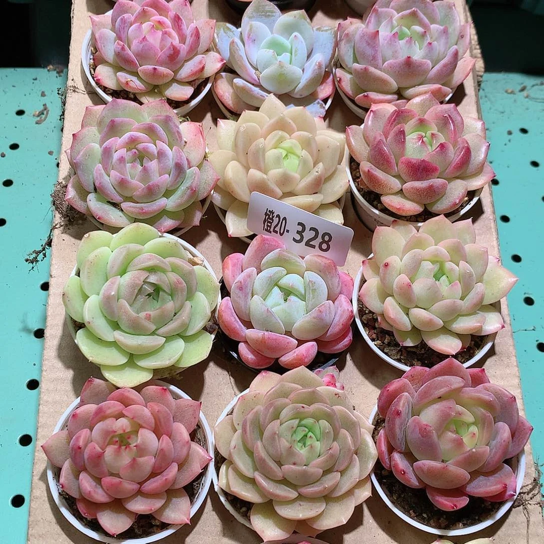 20-328一物一拍带盆18颗