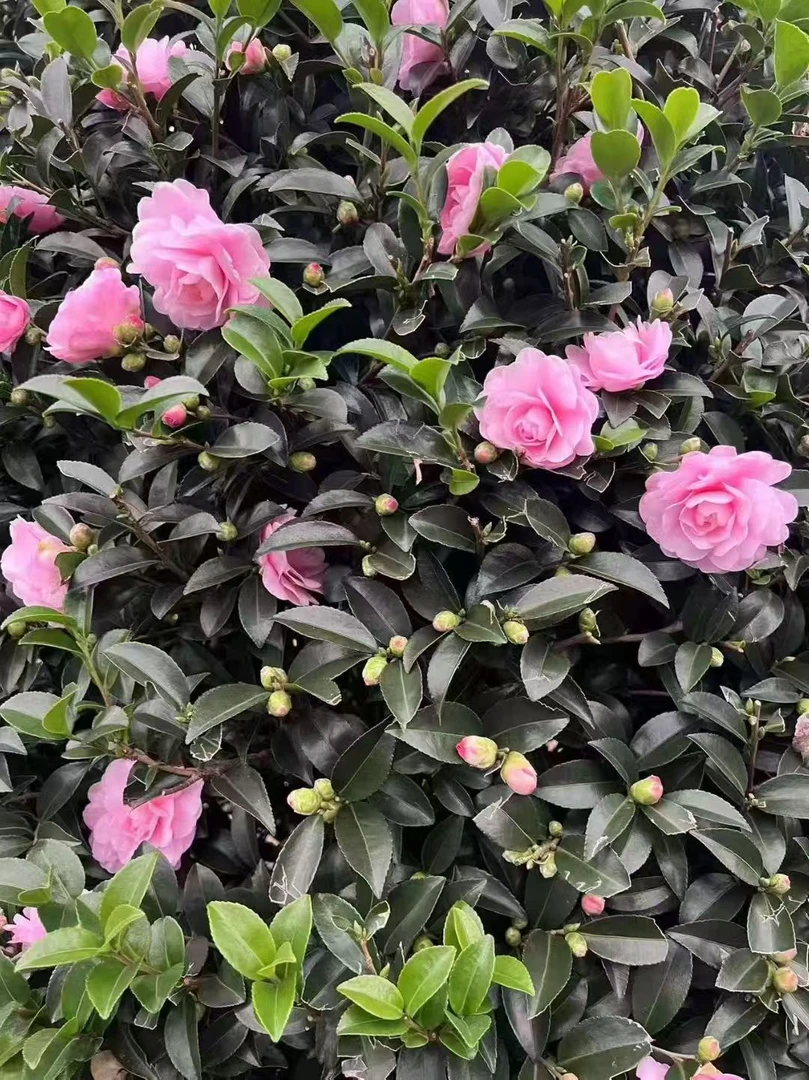 【一物一拍】 茶梅 财神立寒丹玉朝仓前台接待庭院楼顶植物好养好活