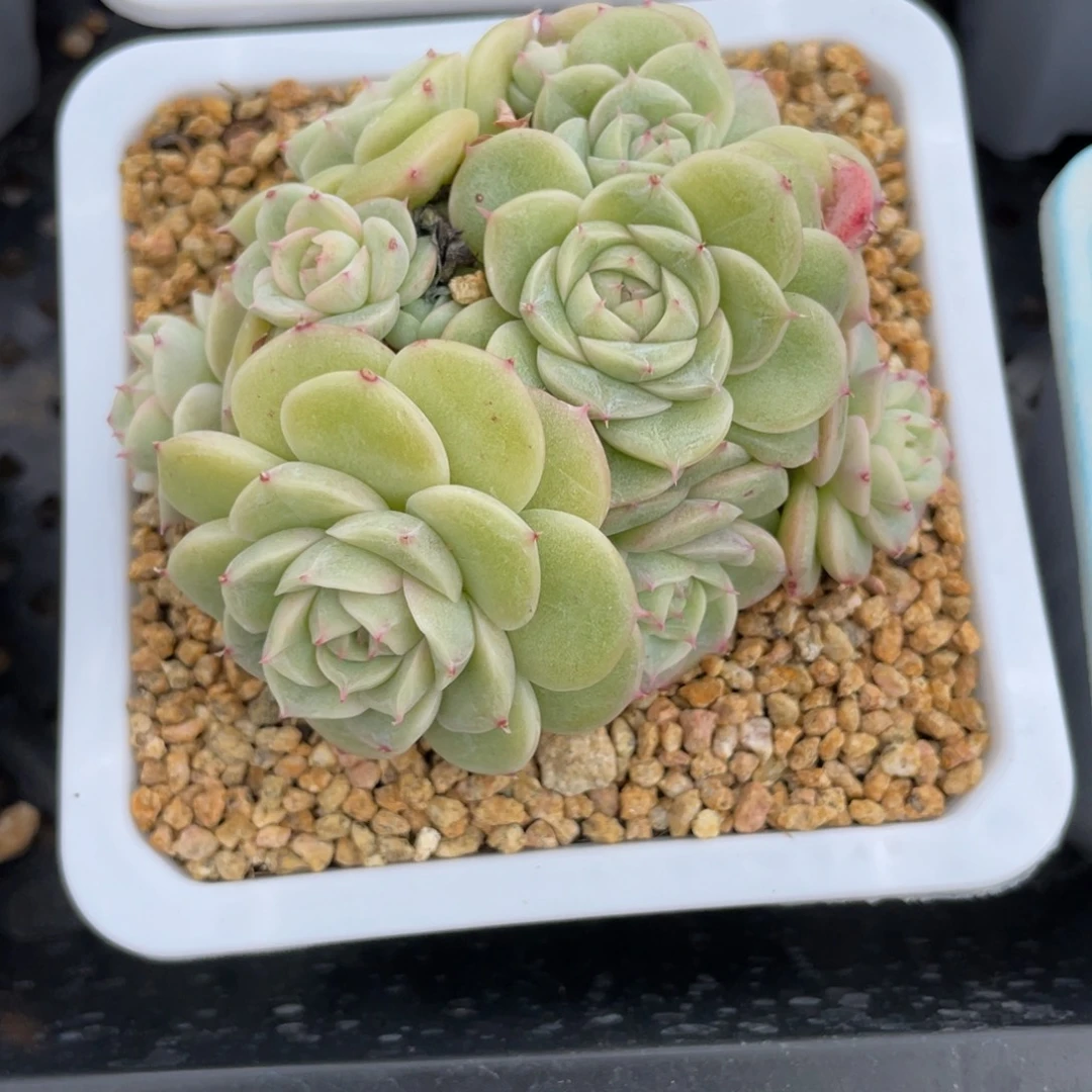 优选白芷珍妮多肉2627
