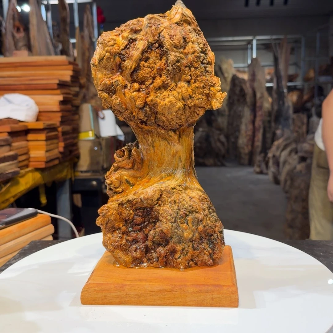 木百*蒂王一刀琥珀木1