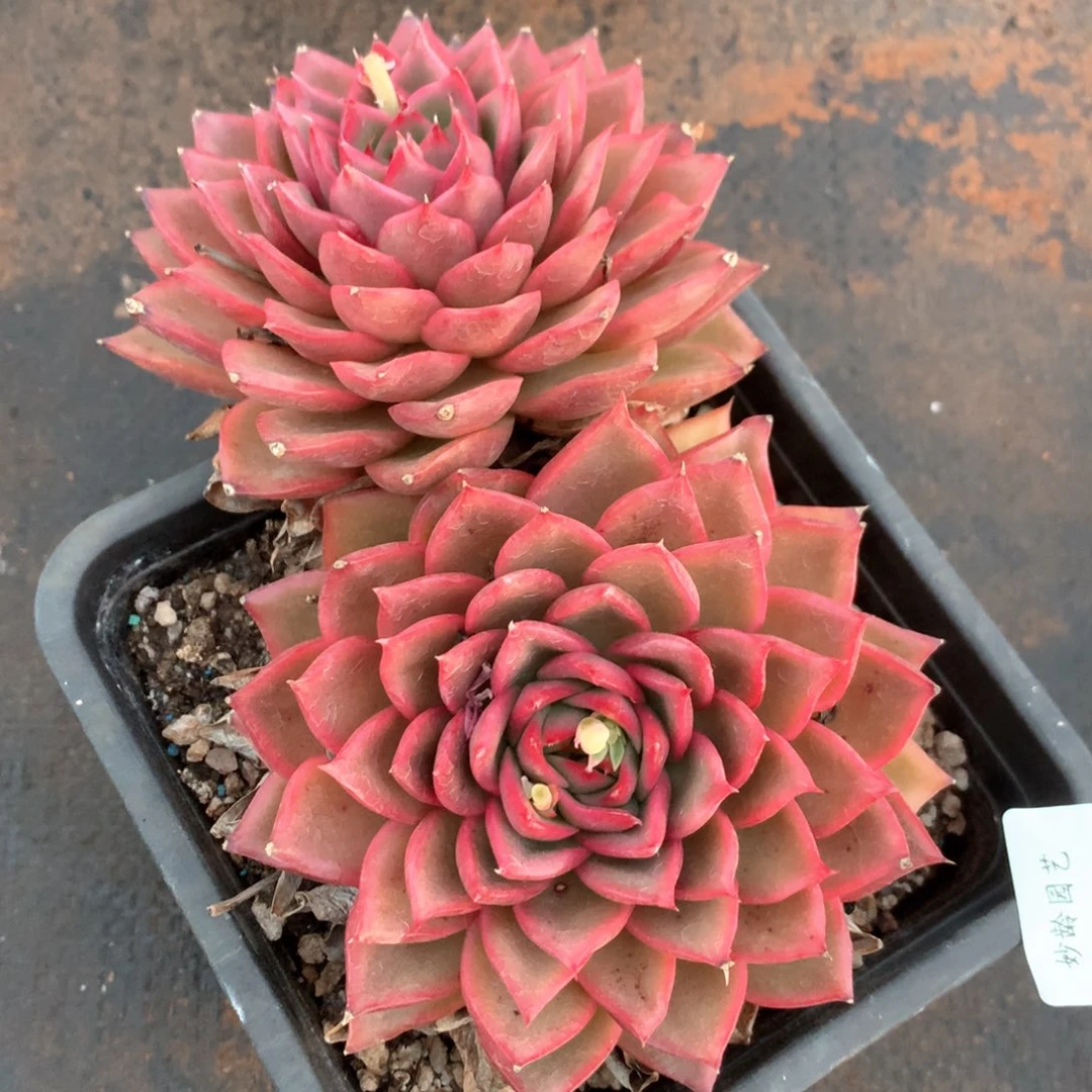 3194杂交多肉植物基地