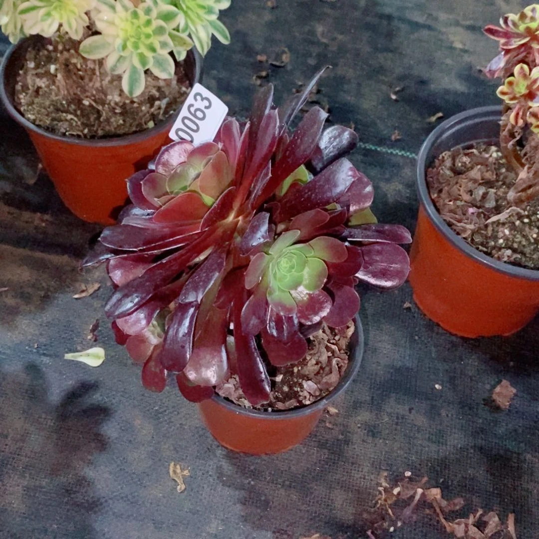 幸*星欧紫0063多肉1111