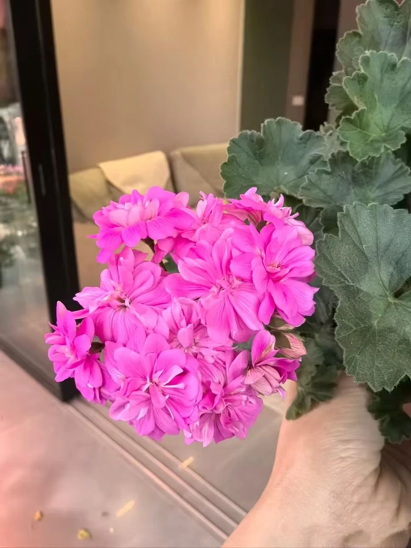 【益达】半兽天竺葵