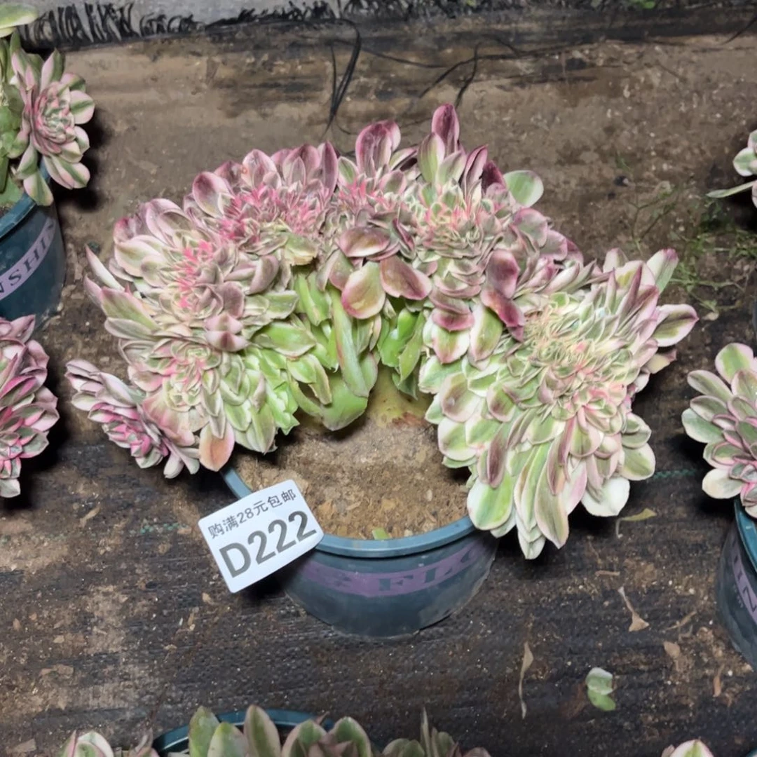 楊*222多肉植物荔枝缀化