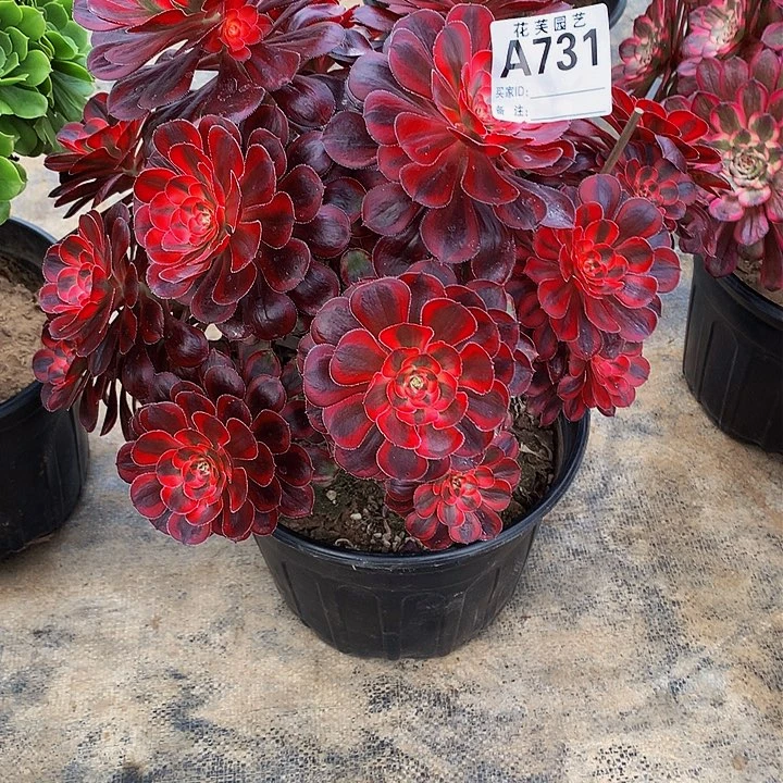 731多肉法师香奈儿