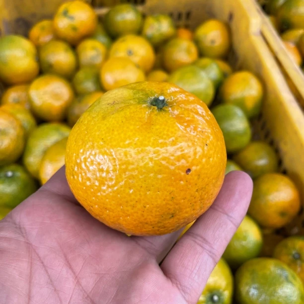 2025年天马核心产区圈枝树二红皮鲜果原料