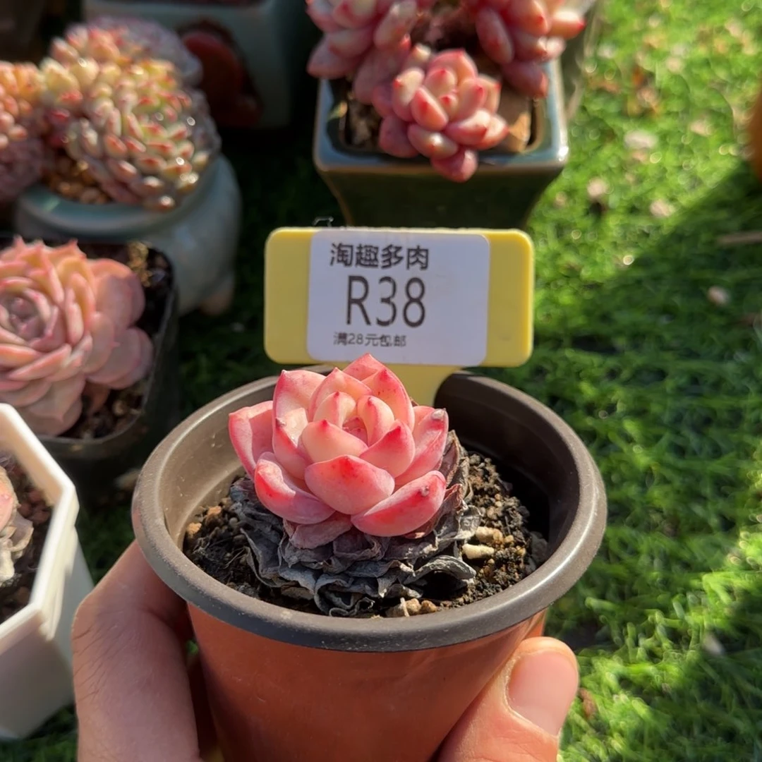 玖***糖多肉植物泡沫老桩