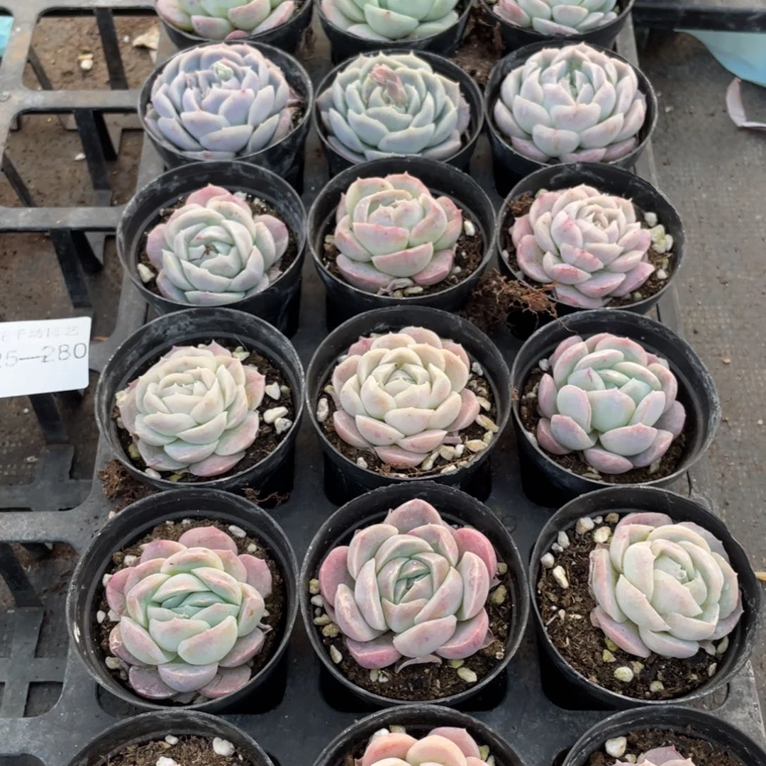 *‍****一物一拍18棵25-280