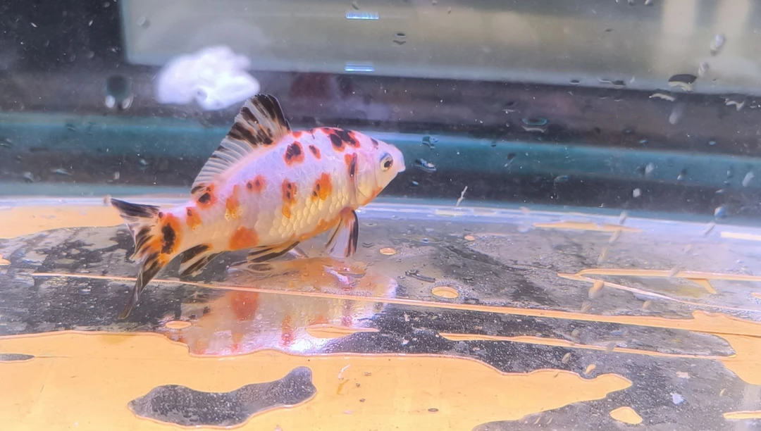 金鱼品相自鉴全场包邮