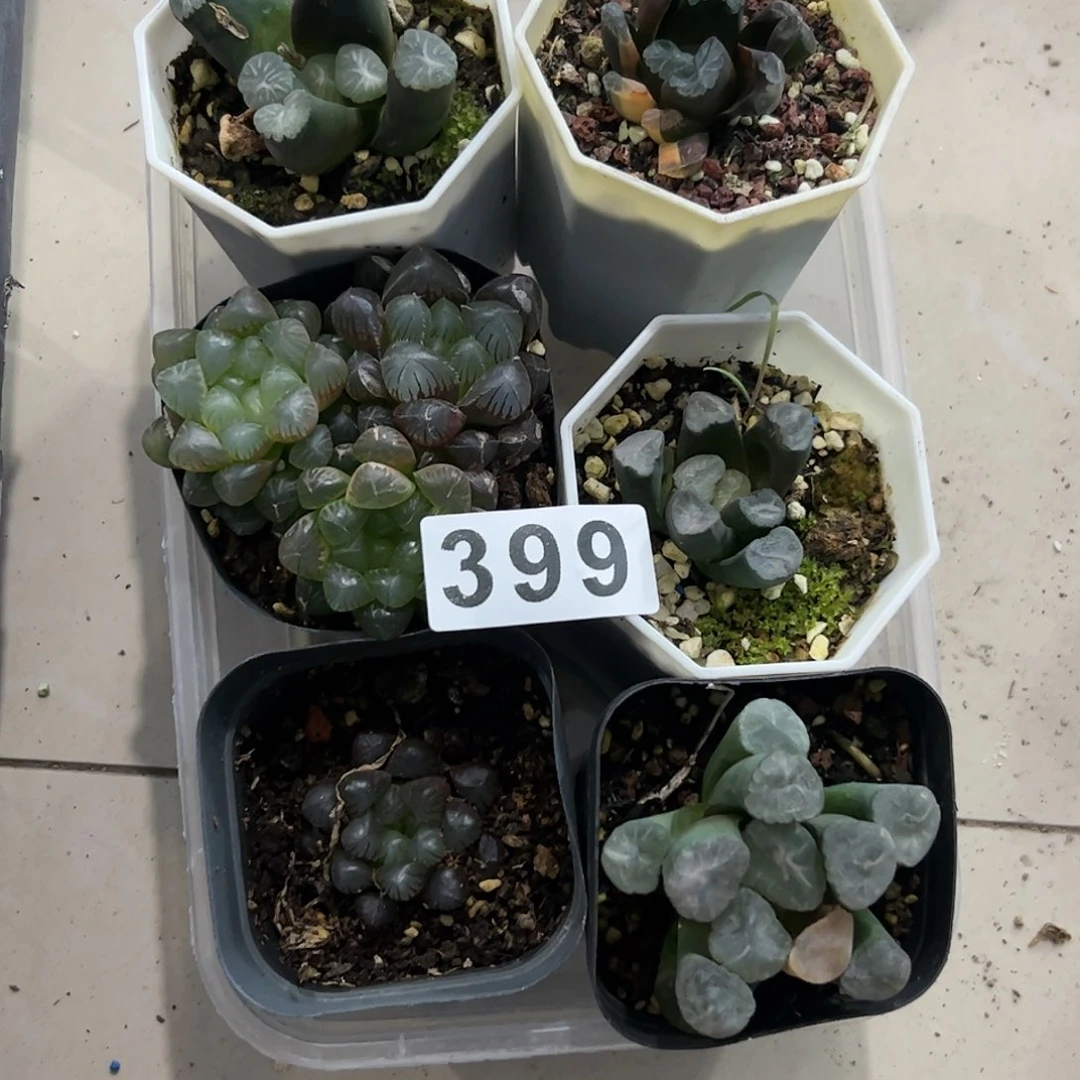 哈****瓜脱土带伤无根十二卷多肉植物