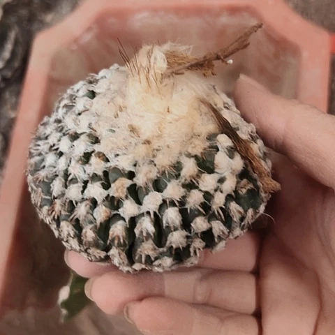 1196处理枕木无根的仙人球