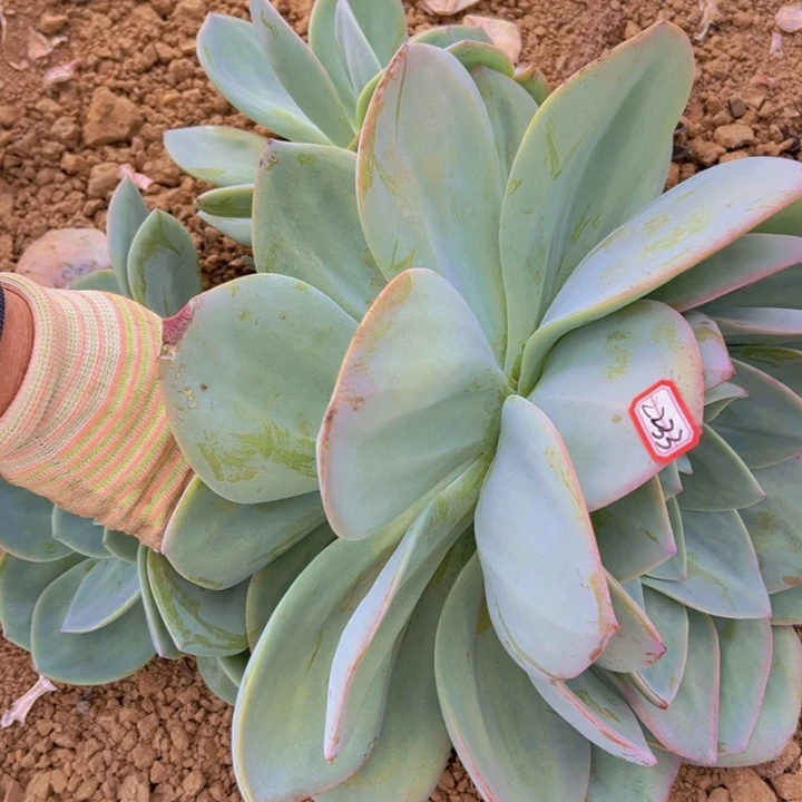 君***3地栽血凤超大群生一棵昆明发货