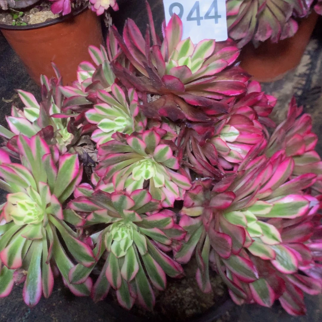 944红白多肉植物