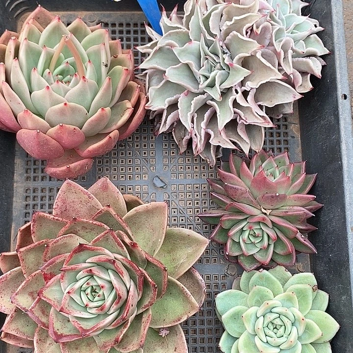 2804筐装5个多肉