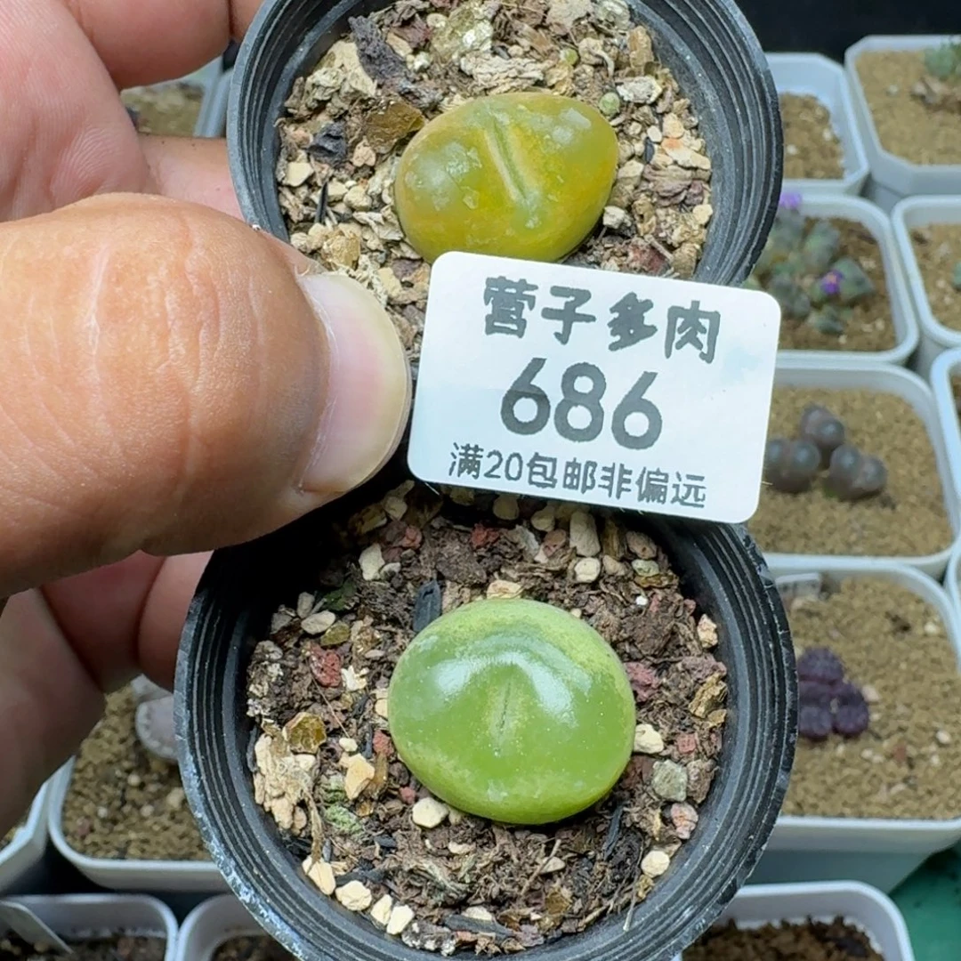 带盆土