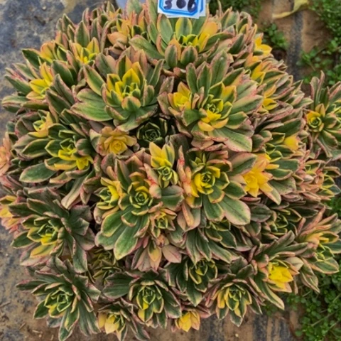 甜茶多肉植物306多肉