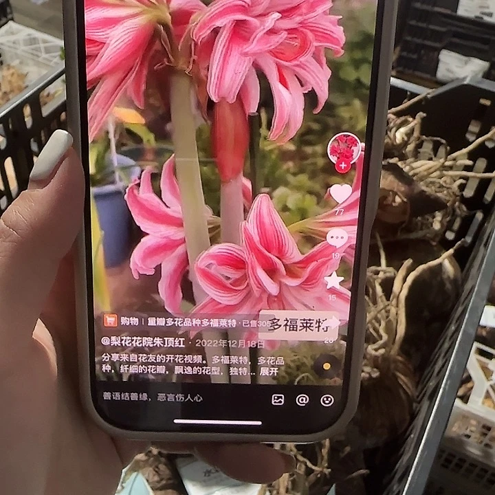 多福莱特32/34福利直径8.5公分花剑