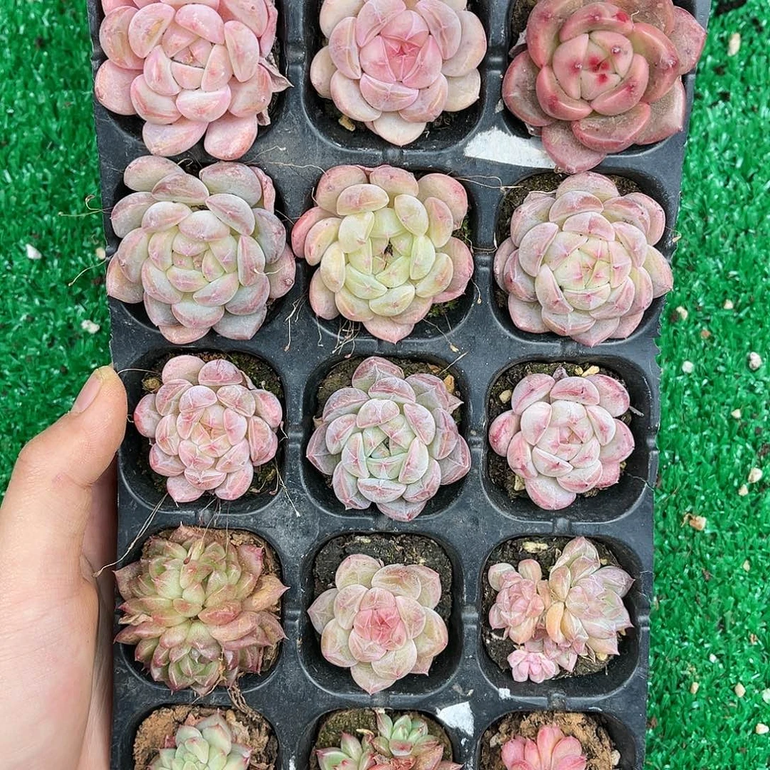 多肉一物一拍21-58