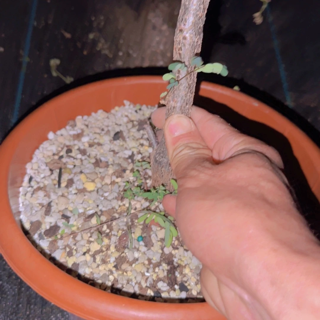 偷***毛块根植物块根植物