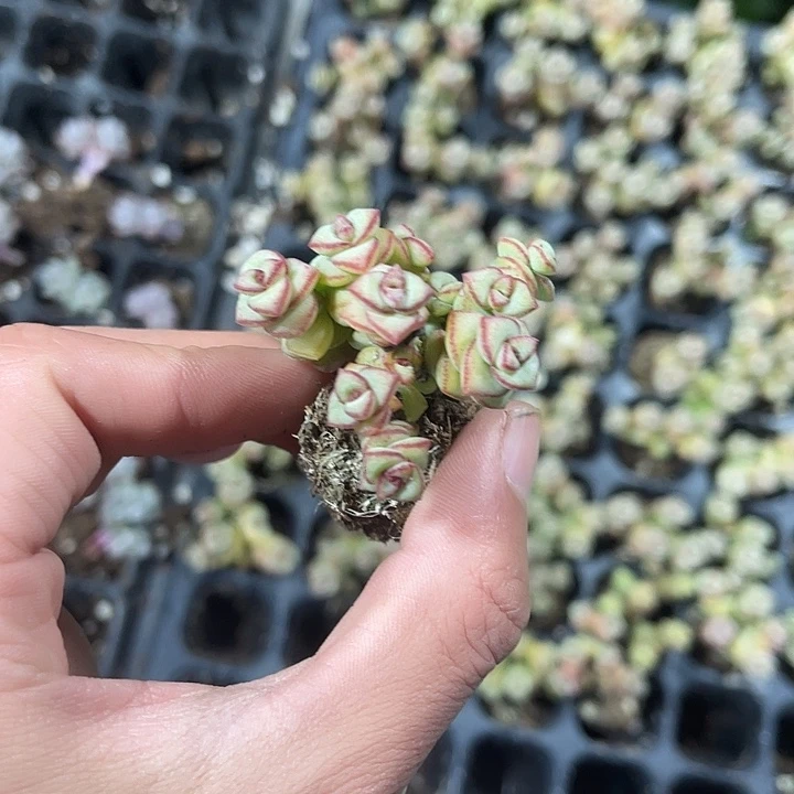 精品钱串子满9.9包邮