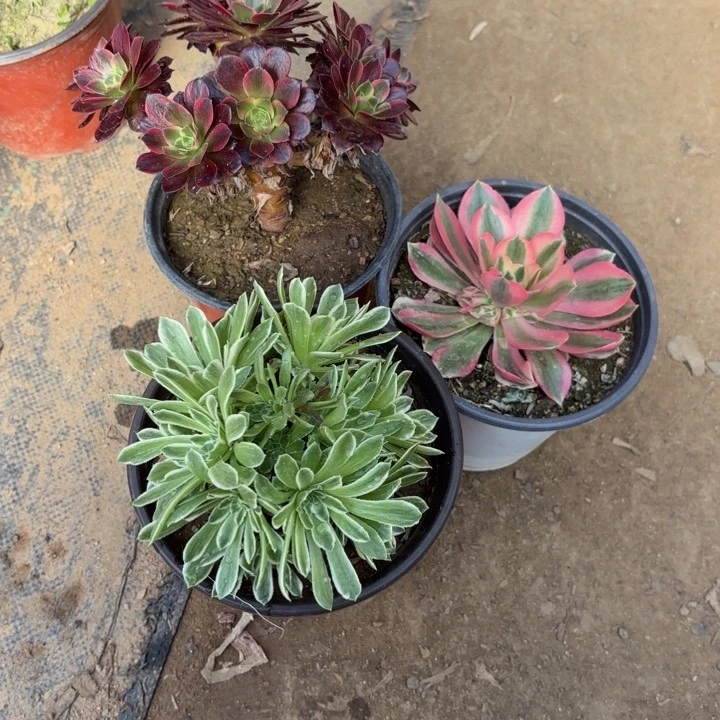 3颗多肉法师3038