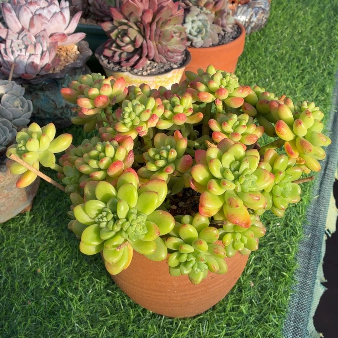 福利多肉 香奈儿-4